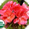 Made Simple Skin Care geranium USDA Certified Organic Raw Vegan NonGMO Cruelty-free