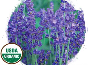 Made Simple Skin Care lavender USDA Certified Organic Raw Vegan NonGMO Cruelty-free face serum
