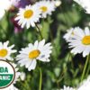 Made Simple Skin Care chamomile USDA Certified Organic Raw Vegan NonGMO Cruelty-free