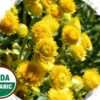 Made Simple Skin Care helichrysum USDA Certified Organic Raw Vegan NonGMO Cruelty-free