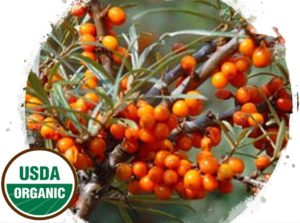 Made Simple Skin Care sea buckthorn USDA Certified Organic Raw Vegan NonGMO Cruelty-free